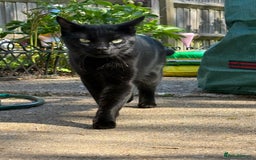 Mixed Breed cats for sale: Rehoming our cat ASAP! in Reading - Image 1