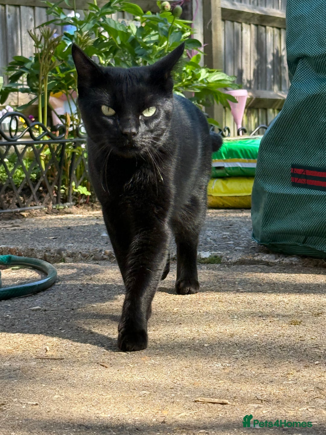 Mixed Breed cats for sale: Rehoming our cat ASAP! in Reading - Image 1