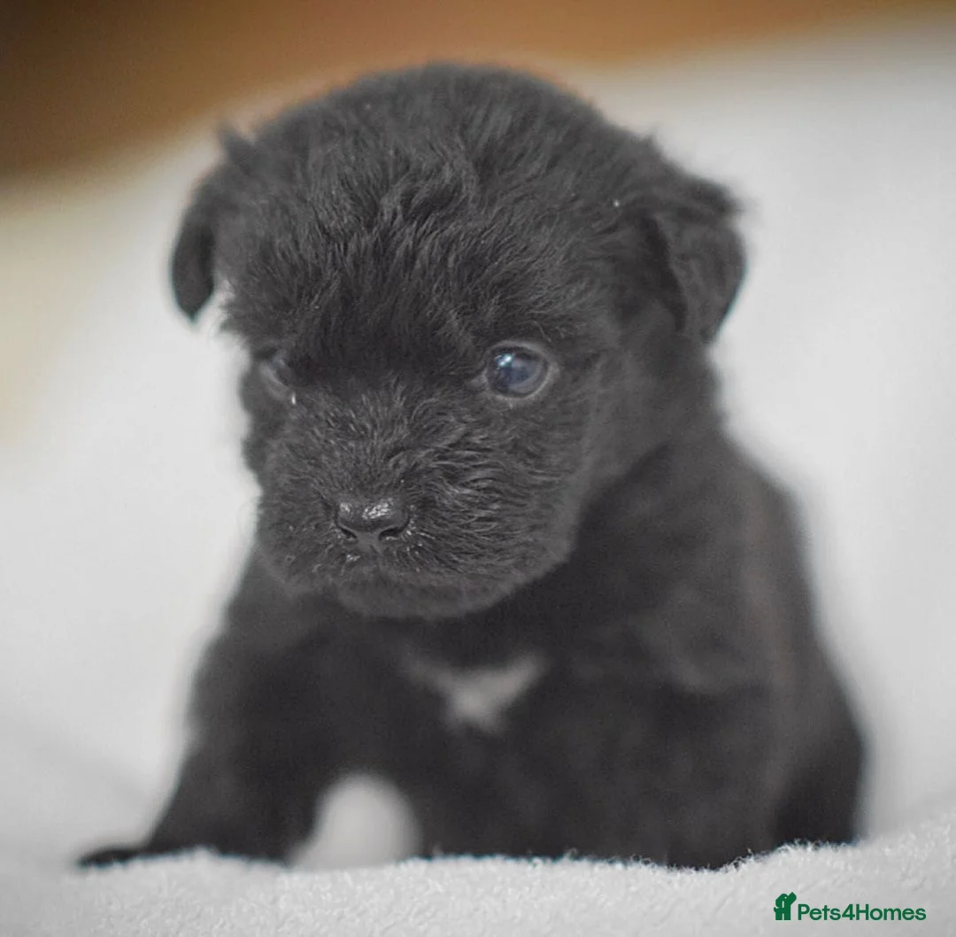 Mixed Breed dogs for sale: Patterpoo's - Advert 4