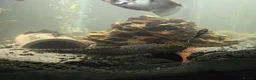 Plecos fish for sale: Baby bristlenose pleco's for sale! in Coalville - Advert 6