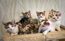 Mixed Breed cats for sale: 7 adorable kittens looking for loving homes - Image 17