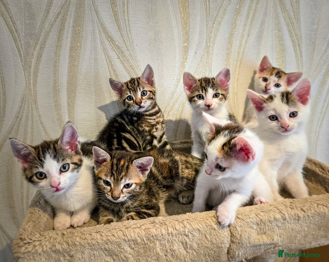 Mixed Breed cats for sale: 7 adorable kittens looking for loving homes - Image 17