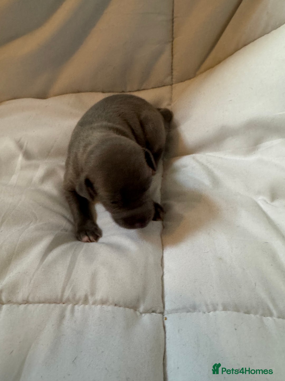 Italian Greyhound dogs for sale: Italian Greyhound Puppies – Champion Bloodlines - Advert 4