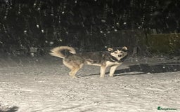 Siberian Husky dogs for stud: Gorgeous husky stud, unique eyes in Dunstable - Advert 2