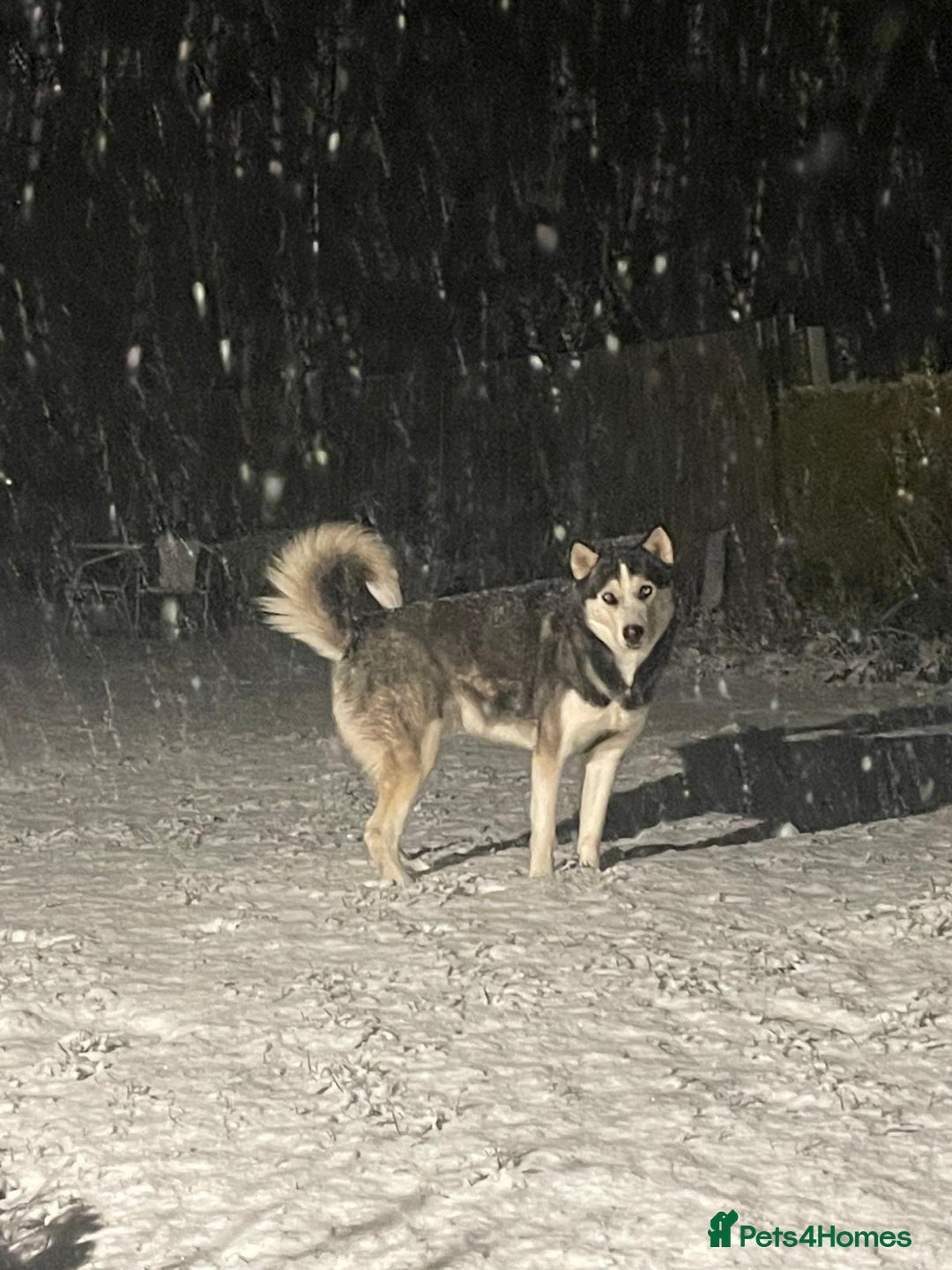 Siberian Husky dogs for stud: Gorgeous husky stud, unique eyes in Dunstable - Advert 2