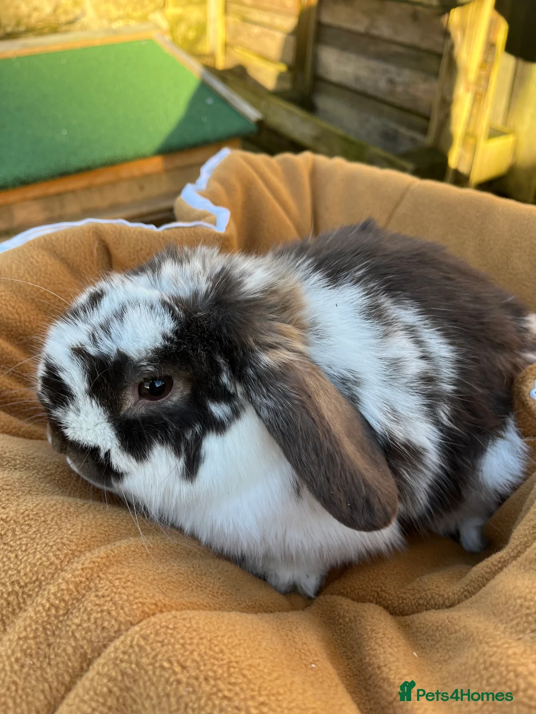 Mini Lop rabbits for sale: Gorgeous chocolate butterfly buck  - Advert 4