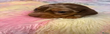 Miniature Dachshund 4