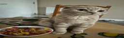 Scottish Fold cats for sale: 😻CREAM COLOUR BOY 😻 SCOTTISH FOLD - Advert 5
