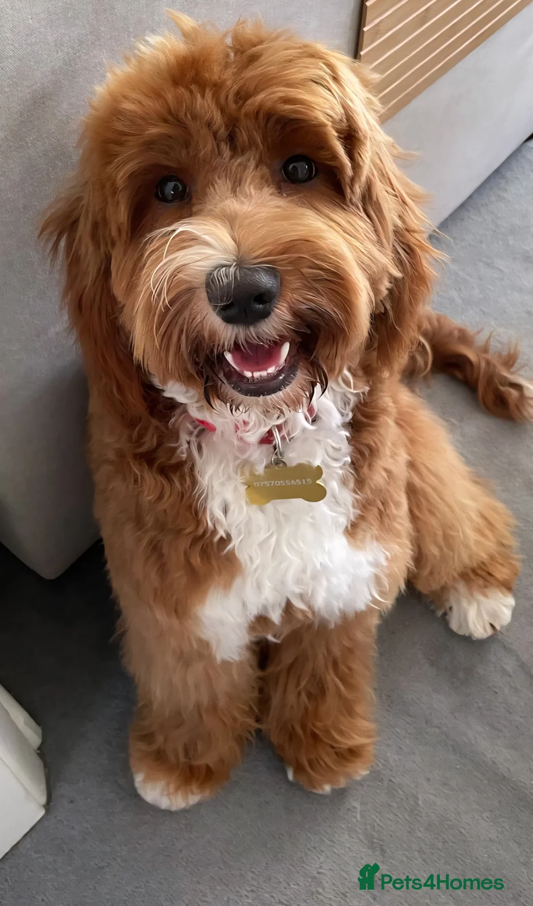 Australian Labradoodle dogs for sale: WAITING LIST Australian Labradoodles - RED & TUX  - Advert 21