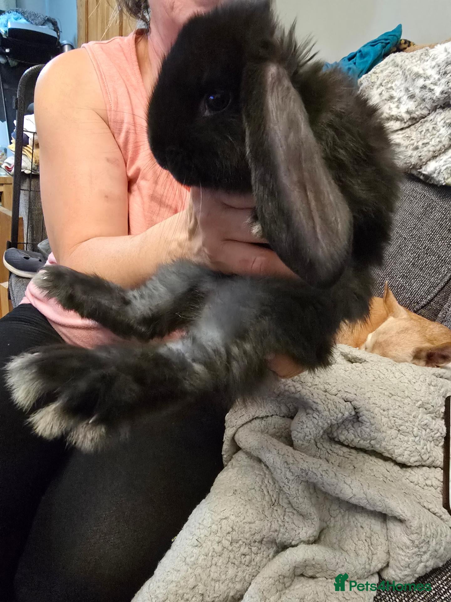 French Lop rabbits for sale: Pure Bred French Lop babies vaccinated with Yurvac - Advert 2
