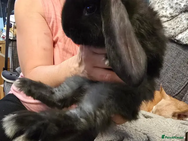 French Lop rabbits for sale: Pure Bred French Lop babies vaccinated with Yurvac - Advert 1