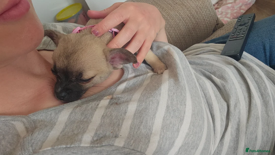 Chihuahua dogs for sale: Pandora. 1 years old. Lovely little lady in Newport - Advert 2