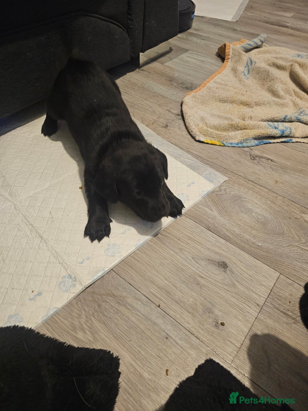 Mixed Breed dogs for sale: Chunky staff x lab pups 3 left - Advert 24