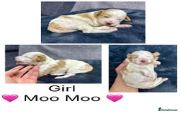 Mixed Breed dogs for sale:  Fab❤️Ttoodle Tibetan terrier x Miniature Poodle - Image 9