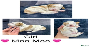 Mixed Breed dogs - Advert 4