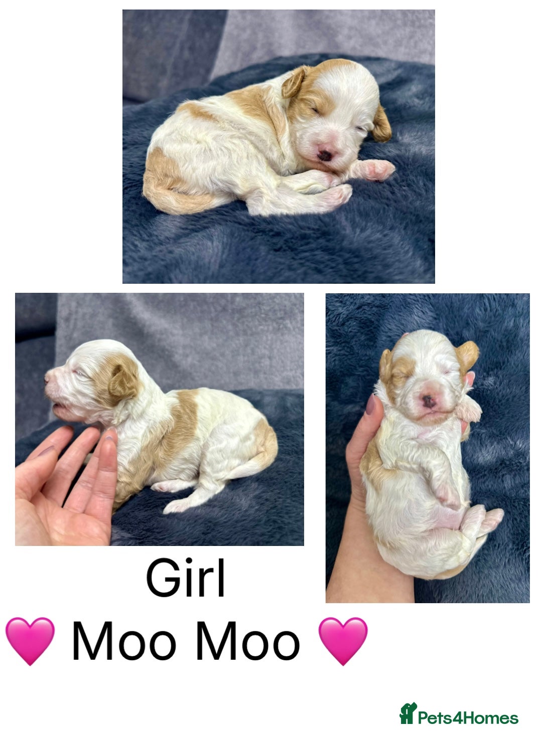 Mixed Breed dogs for sale:  Fab❤️Ttoodle Tibetan terrier x Miniature Poodle - Image 9