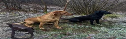 Labrador Retriever dogs for stud: 0/0 HIP & ELBOWS FULLY, HEALTH TESTED - Advert 7