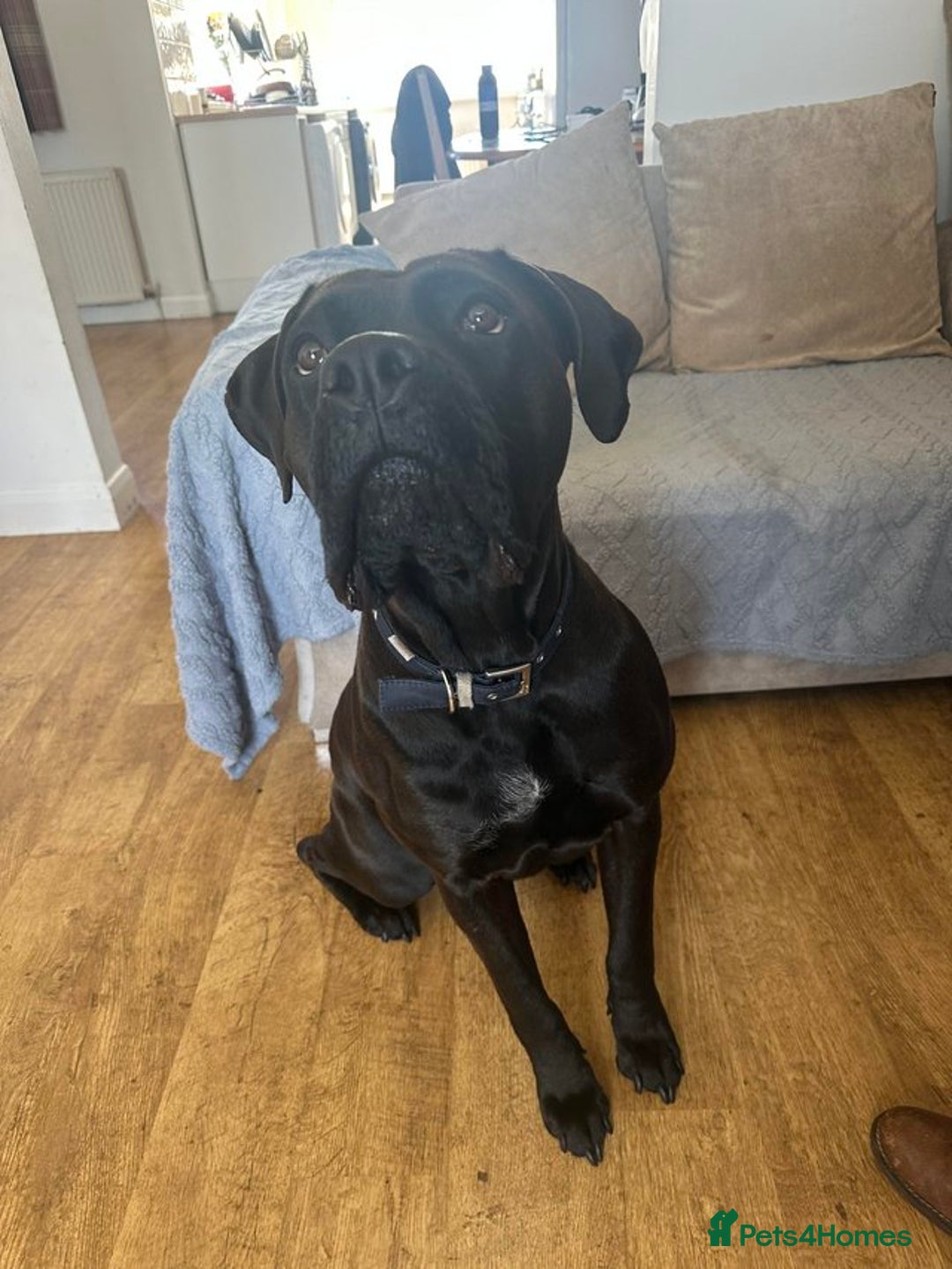 Cane Corso dogs for sale: BROWN BRIDLES chunky canecorso puppies - Image 7