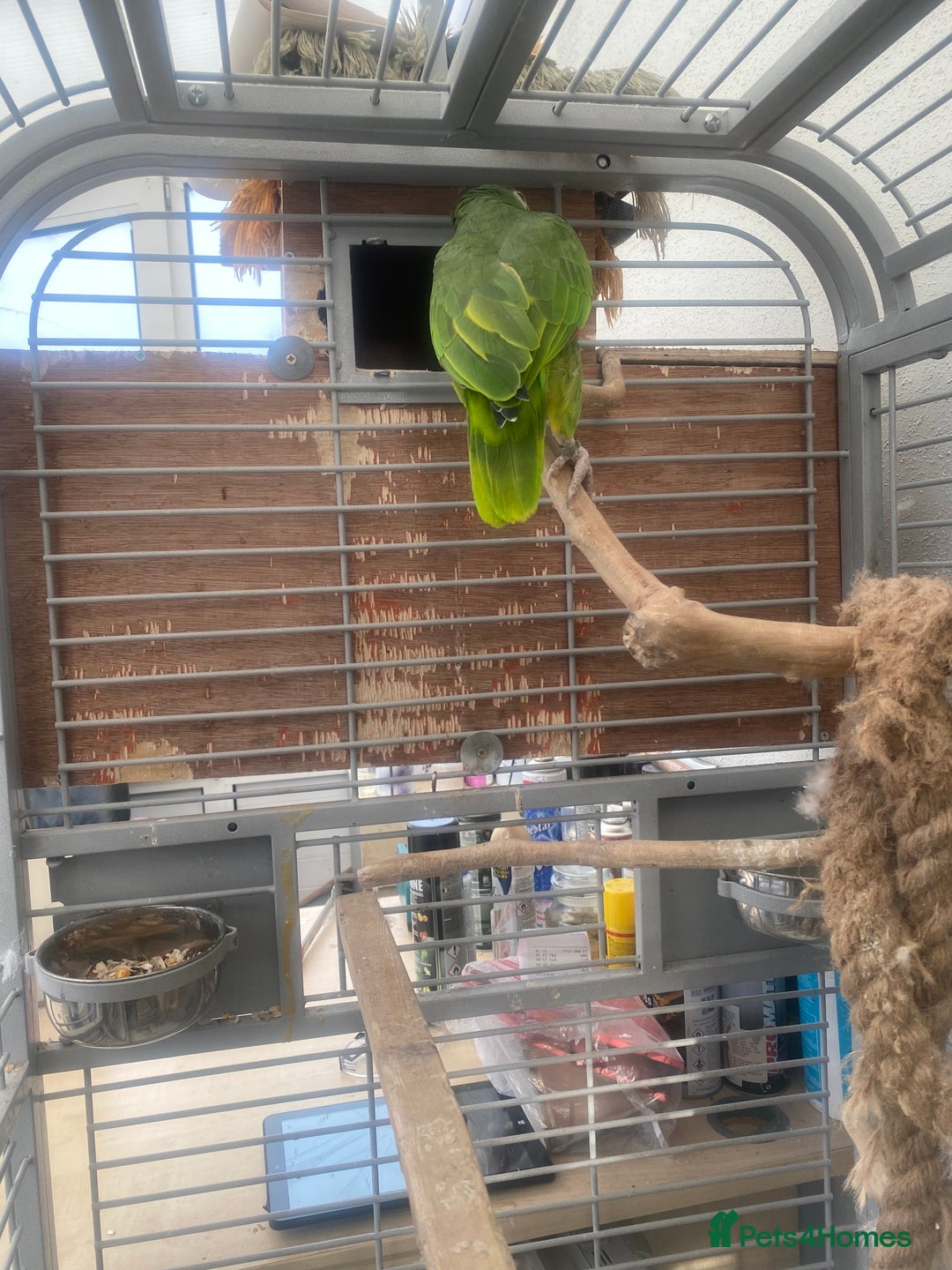 Parrots birds for sale: AMAZON YELLOW CROWNED PANAMA PROVEN PAIR - Image 9