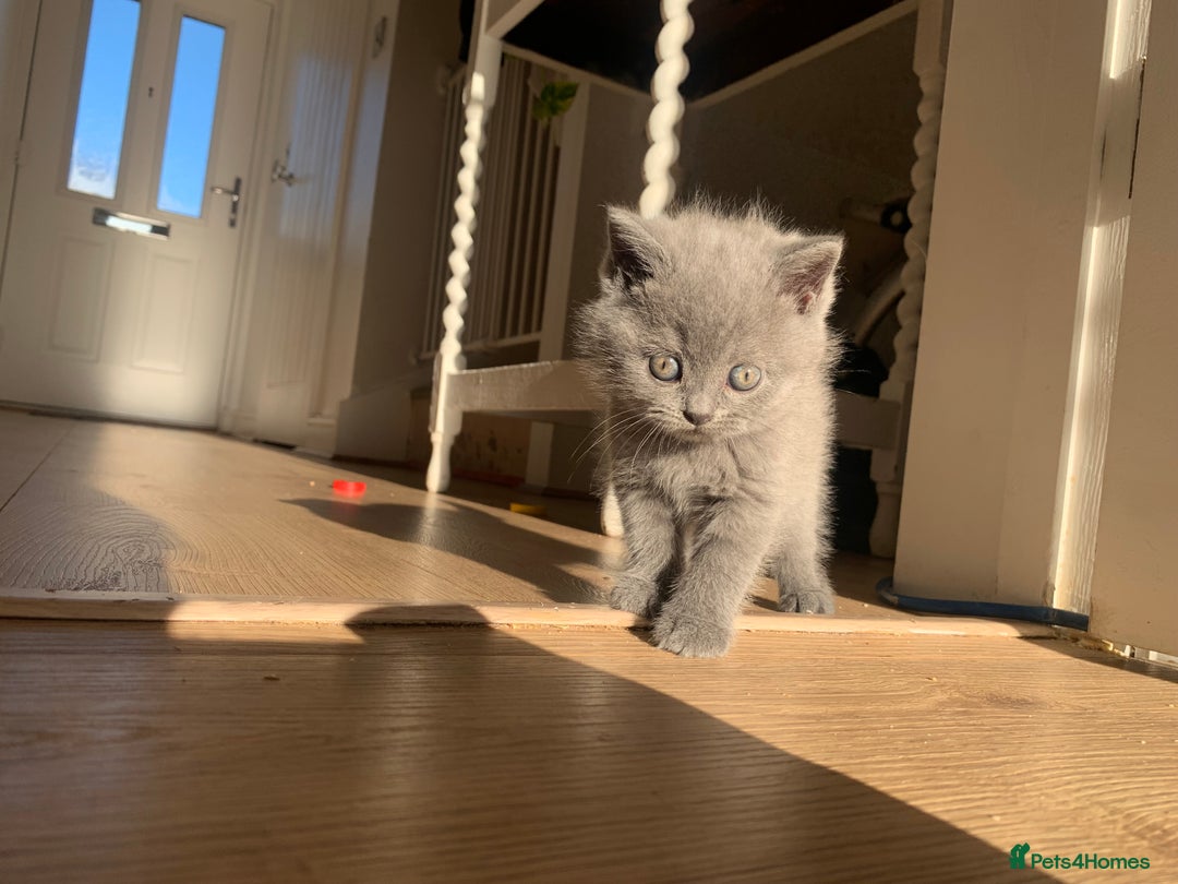 British Shorthair cats for sale: British shorthair - Advert 7