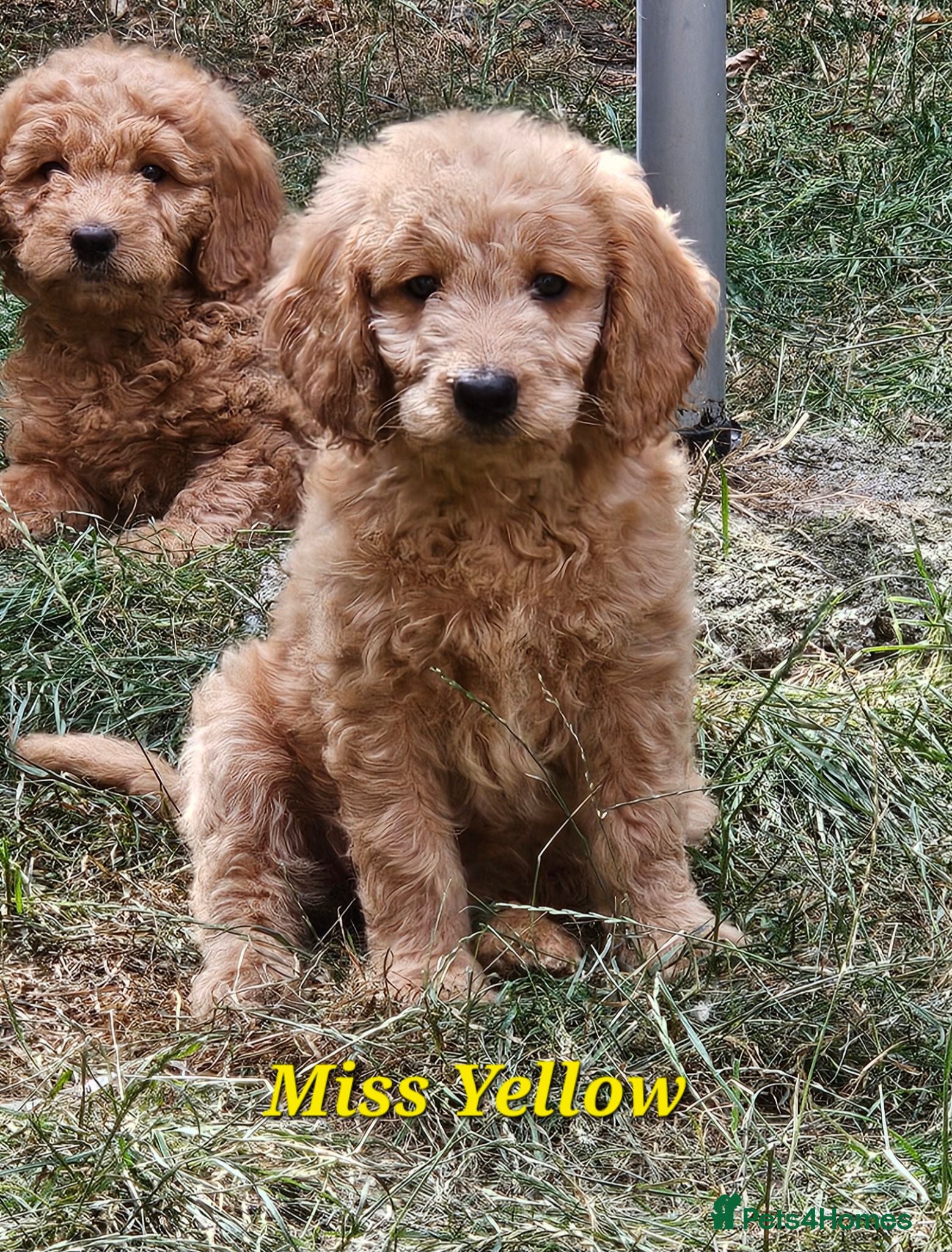 Mini Goldendoodle dogs Goldendoodle F1b  - Advert 1