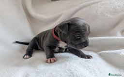 Staffordshire Bull Terrier dogs for sale: 7 Blue Staffordshire bull terrier puppies - Image 11