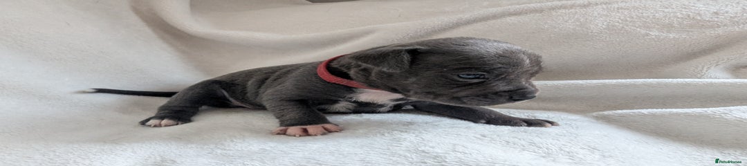 Staffordshire Bull Terrier Puppy 6