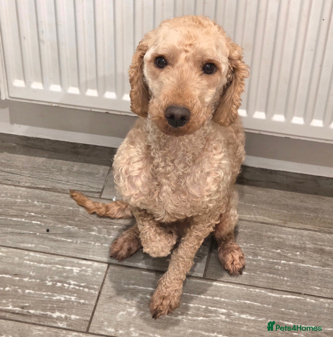 Miniature Poodle dogs for sale: ***FREE Rehoming our beautiful Bruno***  - Advert 2