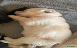 German Shepherd dogs for sale: Stunning litter of German shepherds  - Image 16