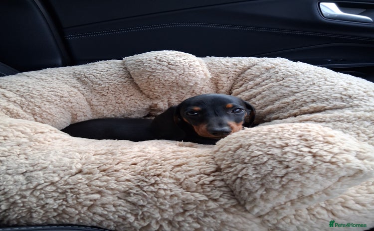 Dachshund dogs - Advert 1
