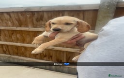 Mixed Breed dogs for sale: Beautiful Sprizla Puppies  - Image 26