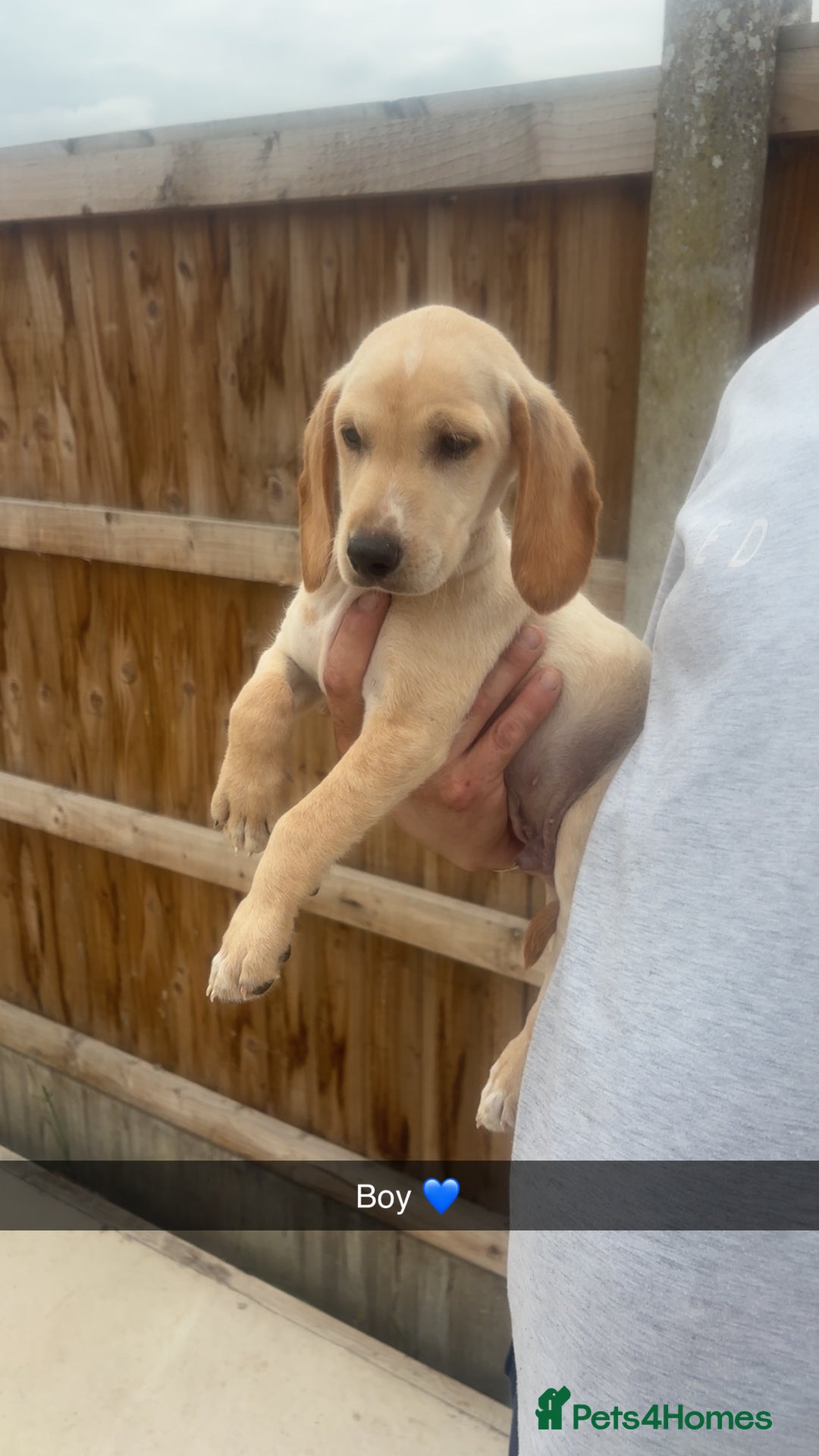 Mixed Breed dogs for sale: Beautiful Sprizla Puppies  - Image 26