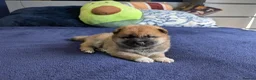 Japanese Shiba Inu dogs for sale: Lovely Shiba Inu Puppies, Ready for home late Aug in Corby - Advert 8