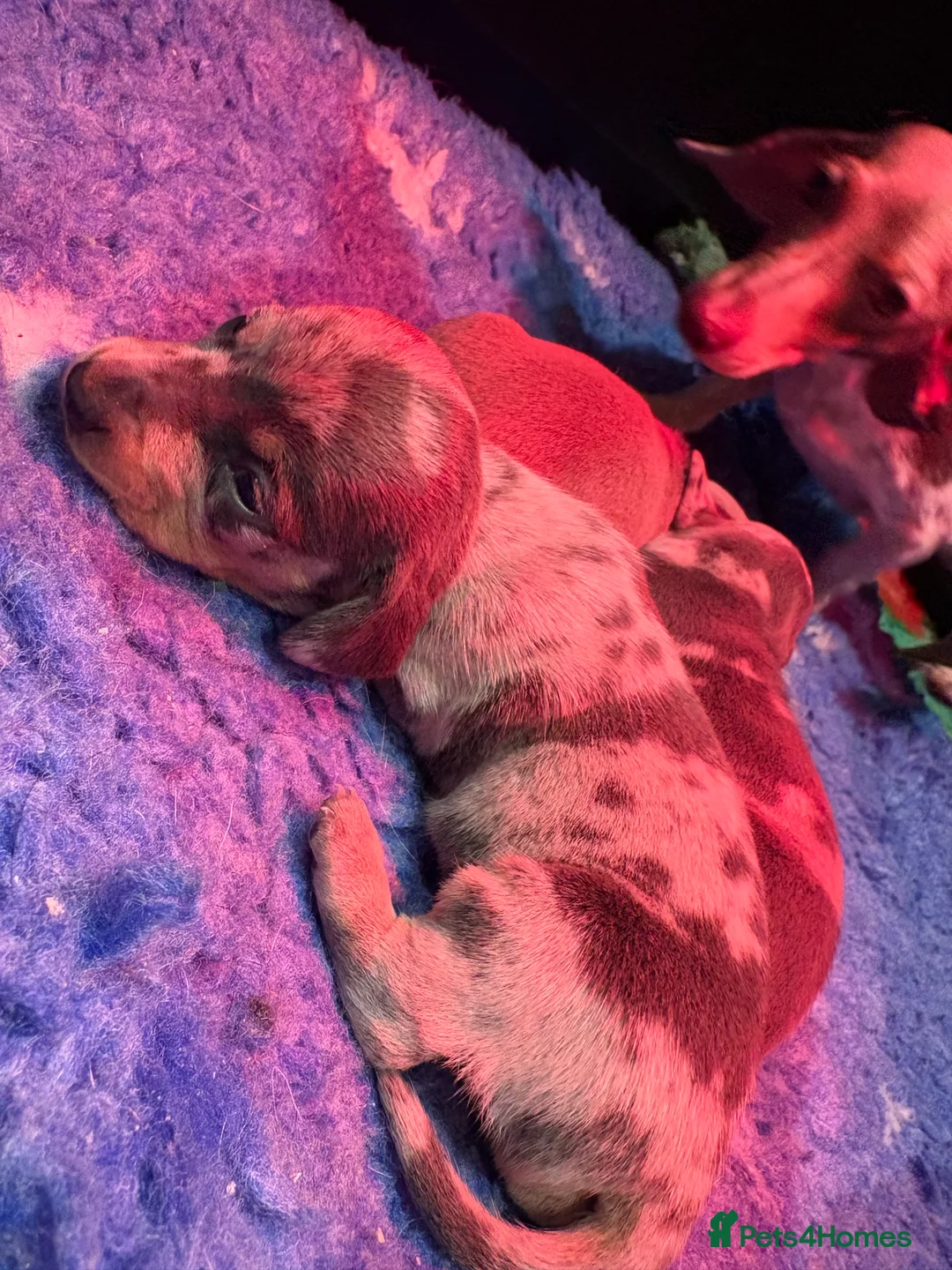 Miniature Dachshund dogs for sale: Miniature Dachshund KC Puppies  - Advert 3