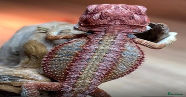 Bearded Dragon reptiles - Advert 1
