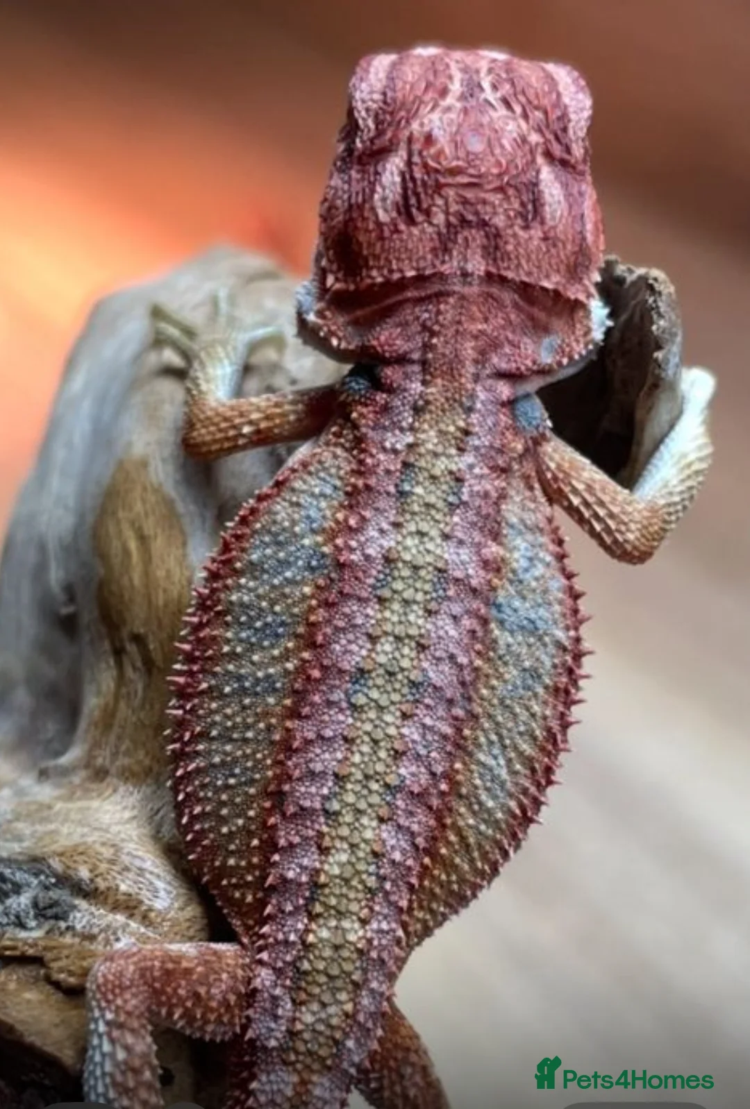 Bearded Dragon reptiles for sale: Red Monster Genetic Stripe Zero Hypo Trans License - Advert 3