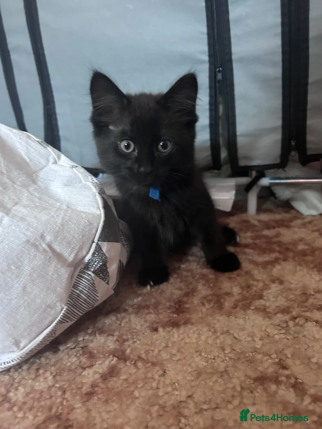 Mixed Breed cats for sale: 5 kittens for rehoming - Advert 6