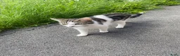Mixed Breed cats for sale: 2 adorable male kittens ready to find a new home in Manchester - Advert 9