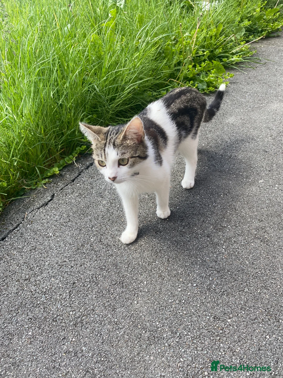 Mixed Breed cats for sale: 2 adorable male kittens ready to find a new home in Manchester - Advert 9