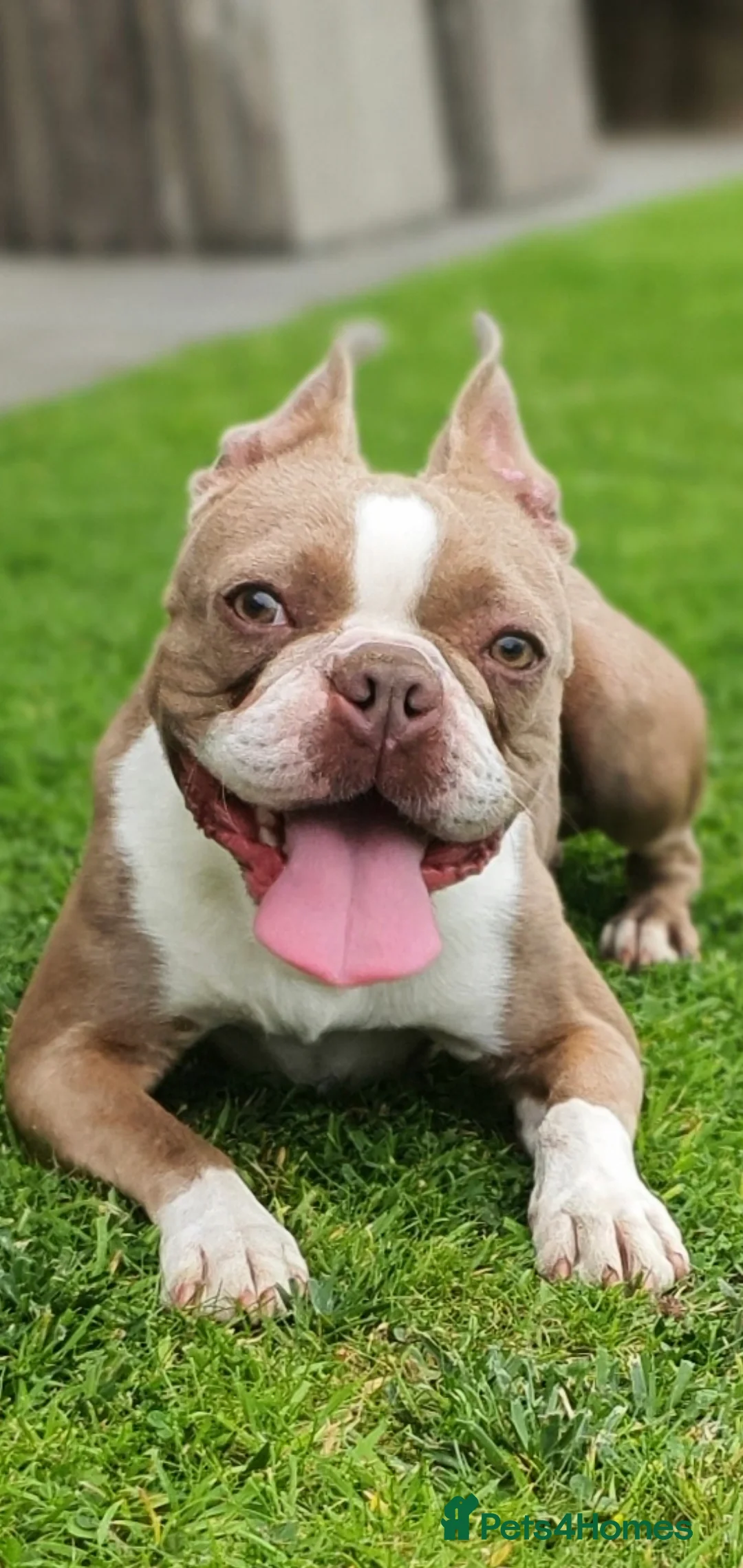 Boston Terrier dogs for stud: Beautiful boston for stud in Manchester - Advert 12