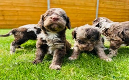 Cockapoo dogs for sale: Chocolate Merle Cockapoo Babies 🐾🐾🐾 - Image 13