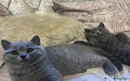 British Shorthair cats for sale: GORGEOUS British Shorthair Kittens - Image 26