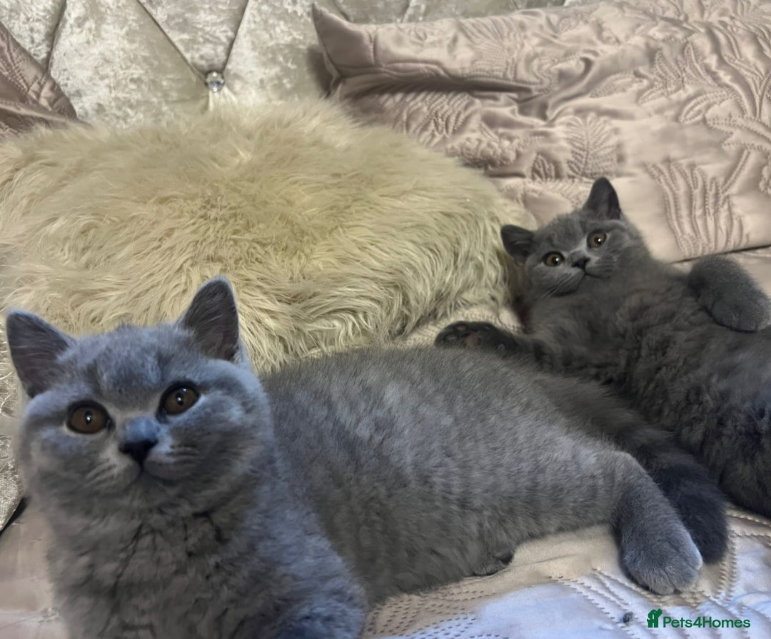 British Shorthair cats for sale: GORGEOUS British Shorthair Kittens - Image 26