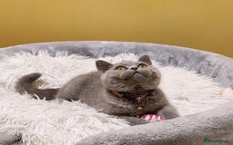 British Shorthair cats for sale: OUTSTANDING🏆PEDIGREE🎖CH SIRED in Dudley - Image 5