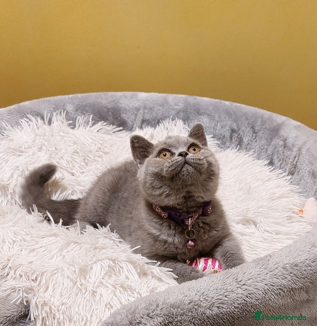 British Shorthair cats for sale: OUTSTANDING🏆PEDIGREE🎖CH SIRED in Dudley - Image 5