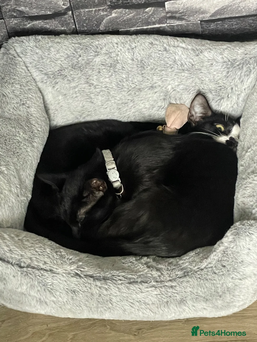 Mixed Breed cats for sale: 2 cats - Advert 2