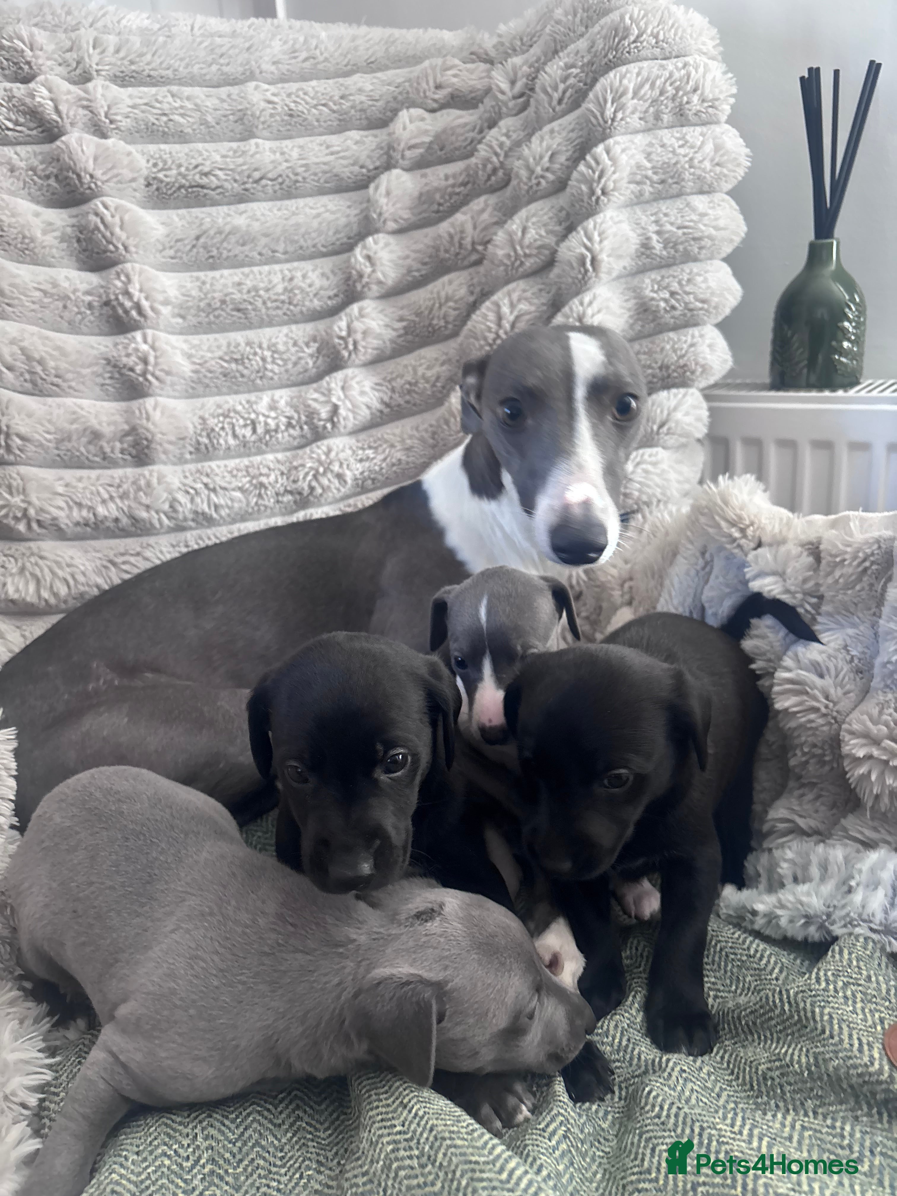 Whippet dogs Whippets puppies  - Advert 3