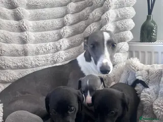 Whippet dogs Whippets puppies - Advert 3