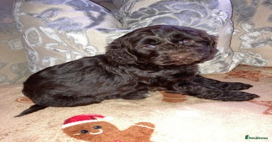 Cockapoo dogs - Advert 4