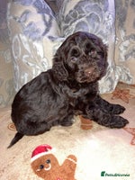 Cockapoo dogs - Advert 1